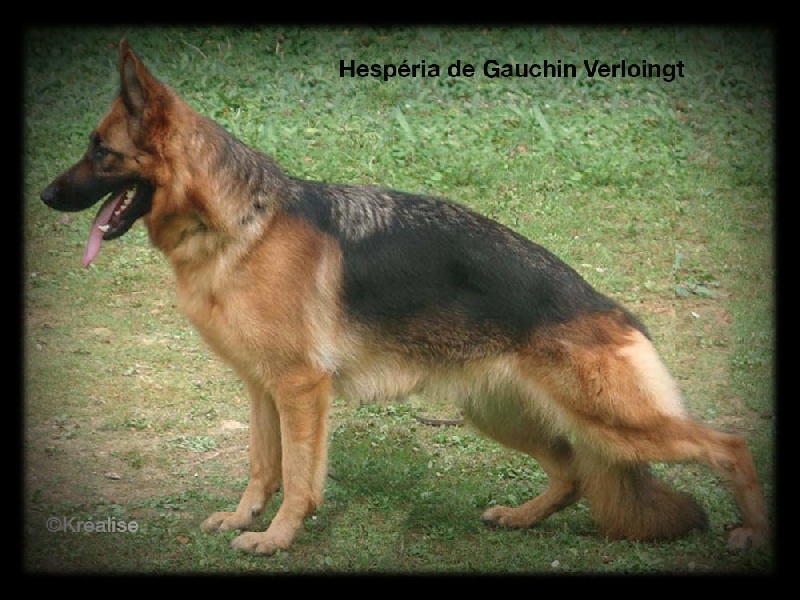 Hespéria de gauchin verloingt