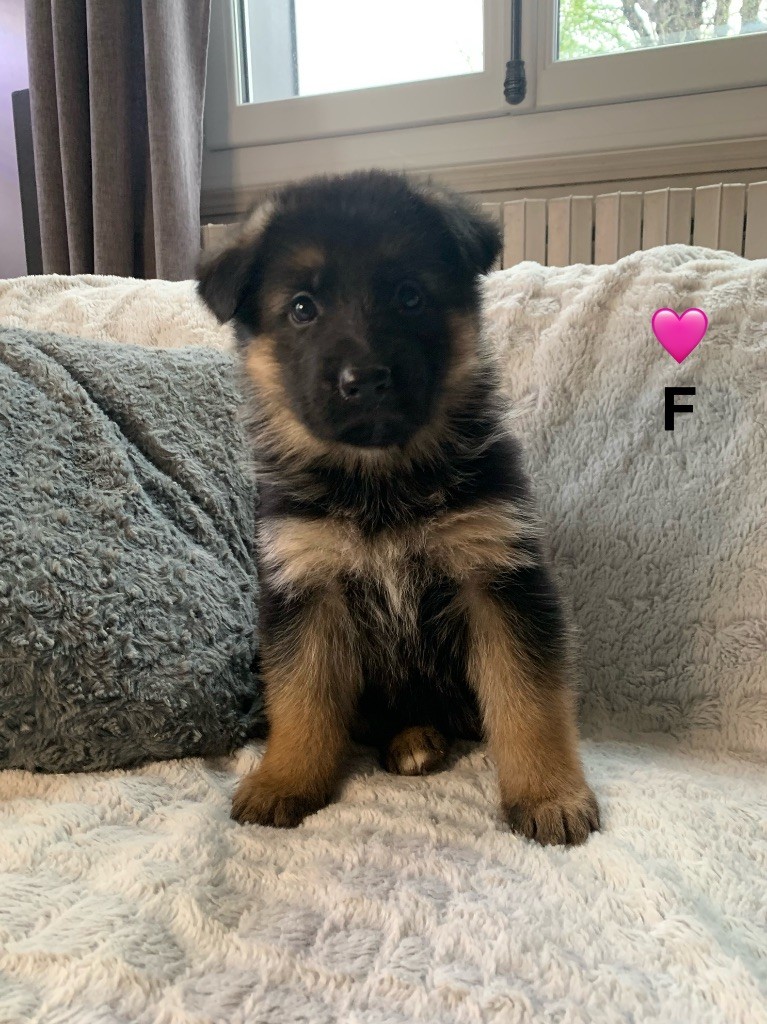 Des Vergers Des Hespérides - Chiot disponible  - Berger Allemand