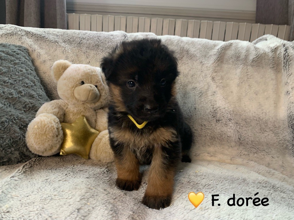 Des Vergers Des Hespérides - Chiot disponible  - Berger Allemand