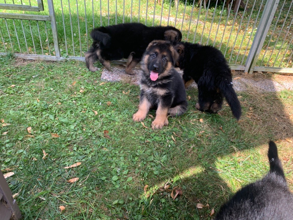 Des Vergers Des Hespérides - Chiot disponible  - Berger Allemand