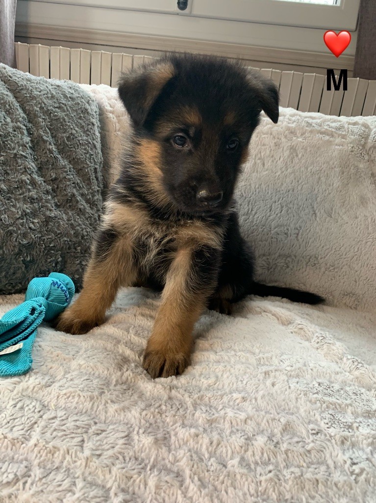 Des Vergers Des Hespérides - Chiot disponible  - Berger Allemand