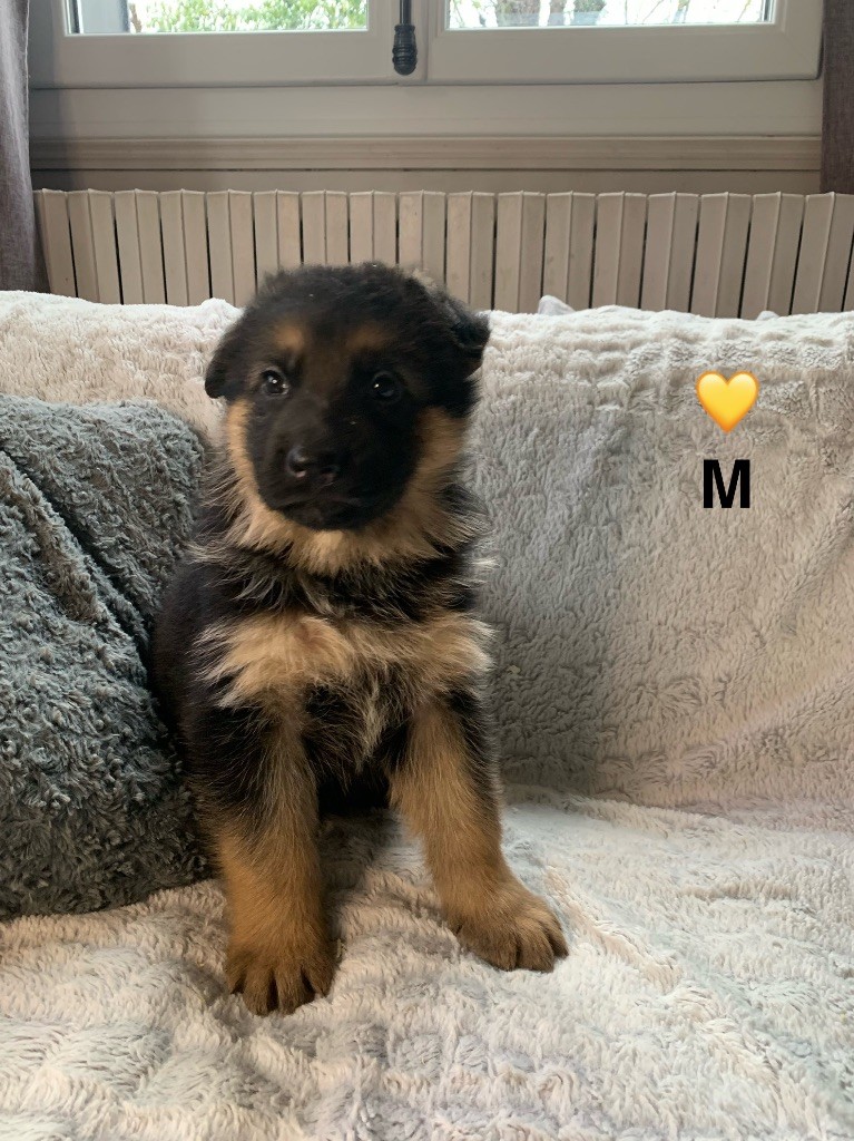 Des Vergers Des Hespérides - Chiot disponible  - Berger Allemand