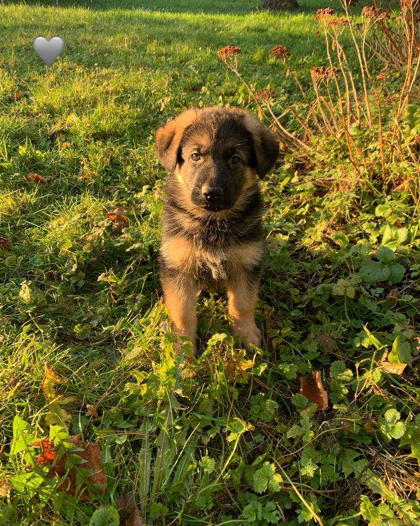 Des Vergers Des Hespérides - Chiot disponible  - Berger Allemand