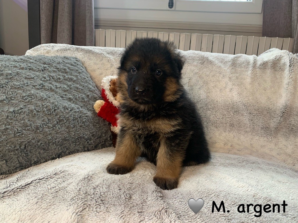 Des Vergers Des Hespérides - Chiot disponible  - Berger Allemand