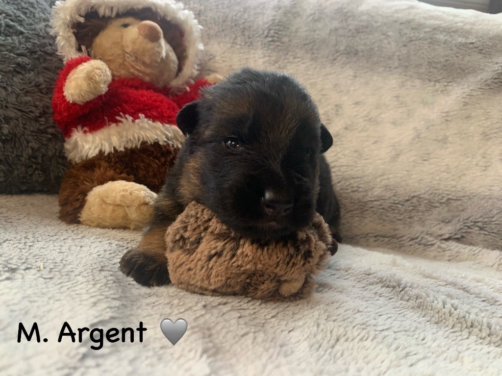 Des Vergers Des Hespérides - Chiot disponible  - Berger Allemand