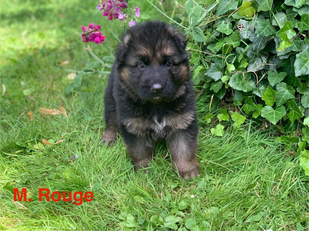 Des Vergers Des Hespérides - Chiot disponible  - Berger Allemand