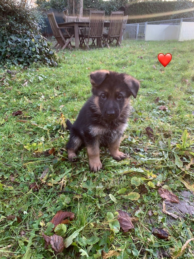 Des Vergers Des Hespérides - Chiot disponible  - Berger Allemand