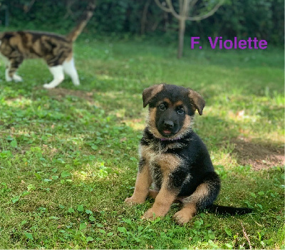 Valka (CHIOT VIOLETTE)