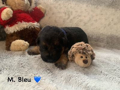 CHIOT M. BLEU