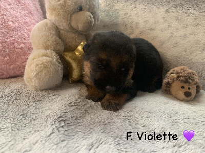 CHIOT F. VIOLETTE 