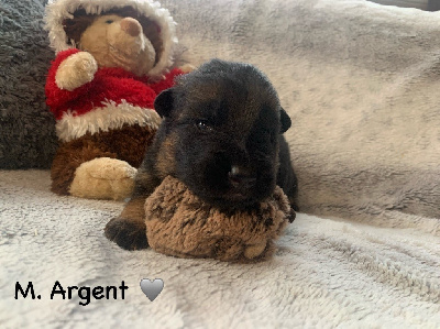 CHIOT M. ARGENT