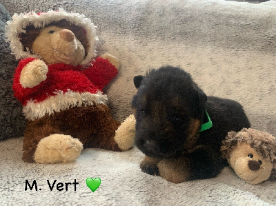 CHIOT M. VERT