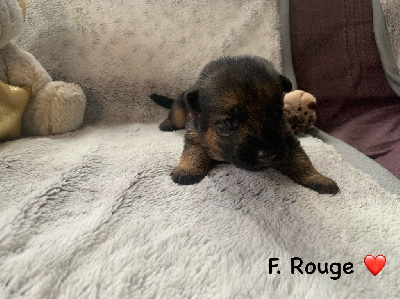 CHIOT F. ROUGE