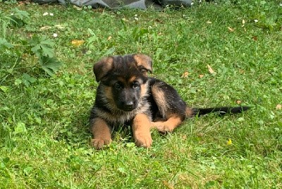 Valka (CHIOT VIOLETTE)