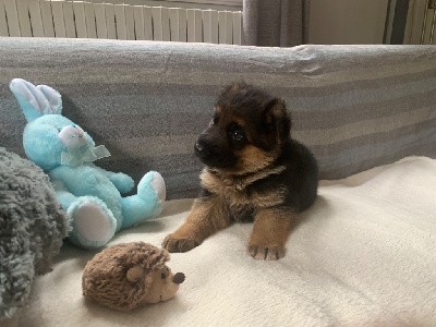 CHIOT MÂLE ARGENTÉ