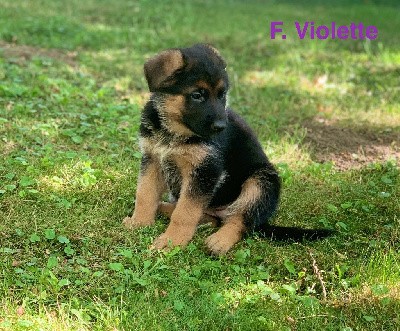 Valka (CHIOT VIOLETTE)