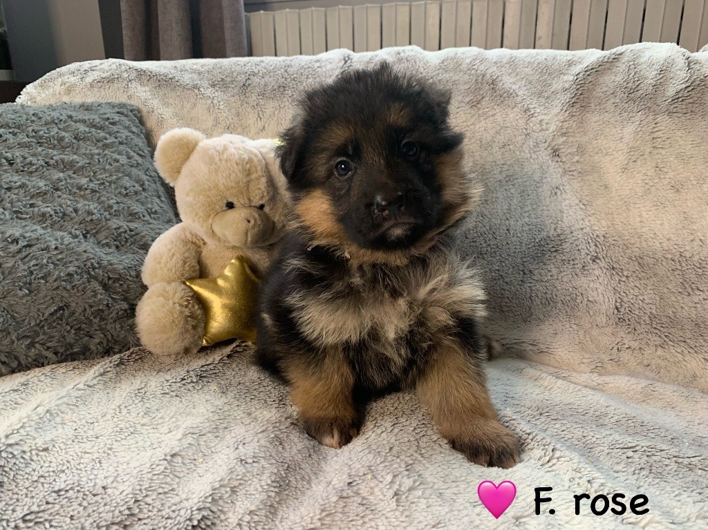 Des Vergers Des Hespérides - Chiot disponible  - Berger Allemand