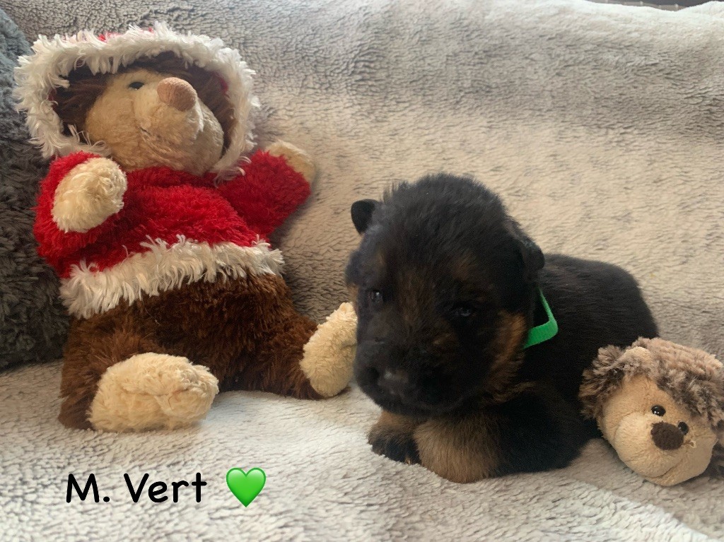 Des Vergers Des Hespérides - Chiot disponible  - Berger Allemand