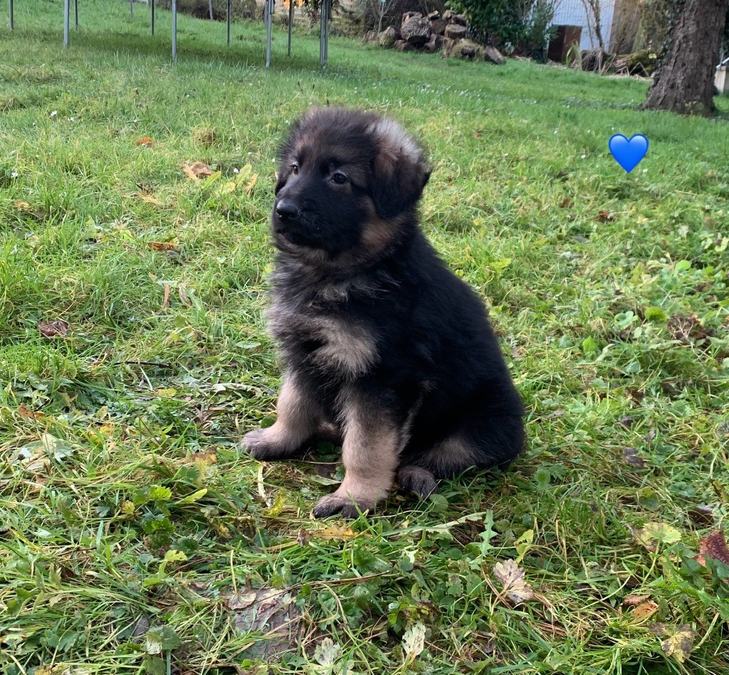 Des Vergers Des Hespérides - Chiot disponible  - Berger Allemand