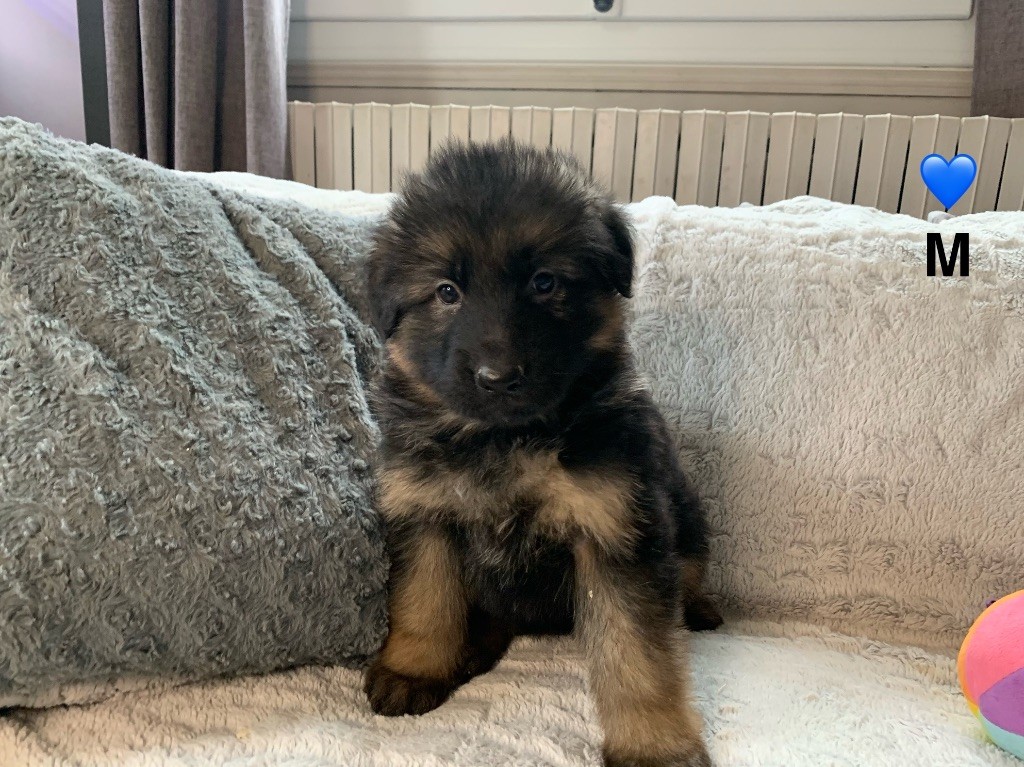 Des Vergers Des Hespérides - Chiot disponible  - Berger Allemand