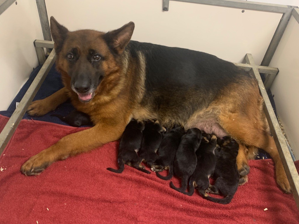 chiot Berger Allemand Des Vergers Des Hespérides