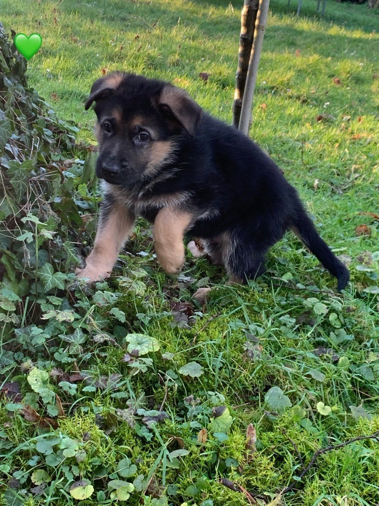 Des Vergers Des Hespérides - Chiot disponible  - Berger Allemand