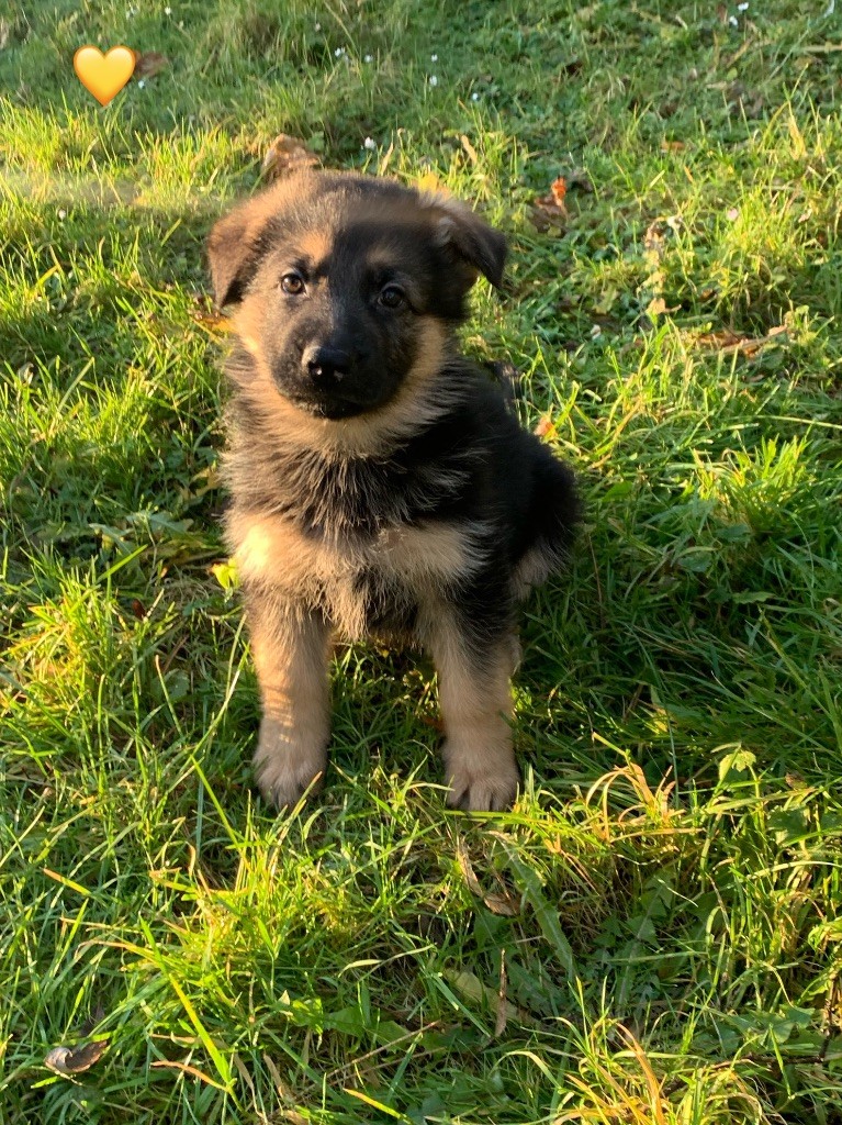 Des Vergers Des Hespérides - Chiot disponible  - Berger Allemand