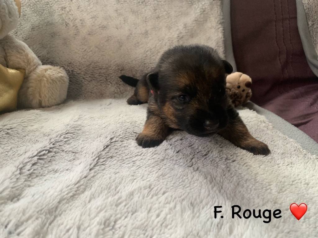 Des Vergers Des Hespérides - Chiot disponible  - Berger Allemand