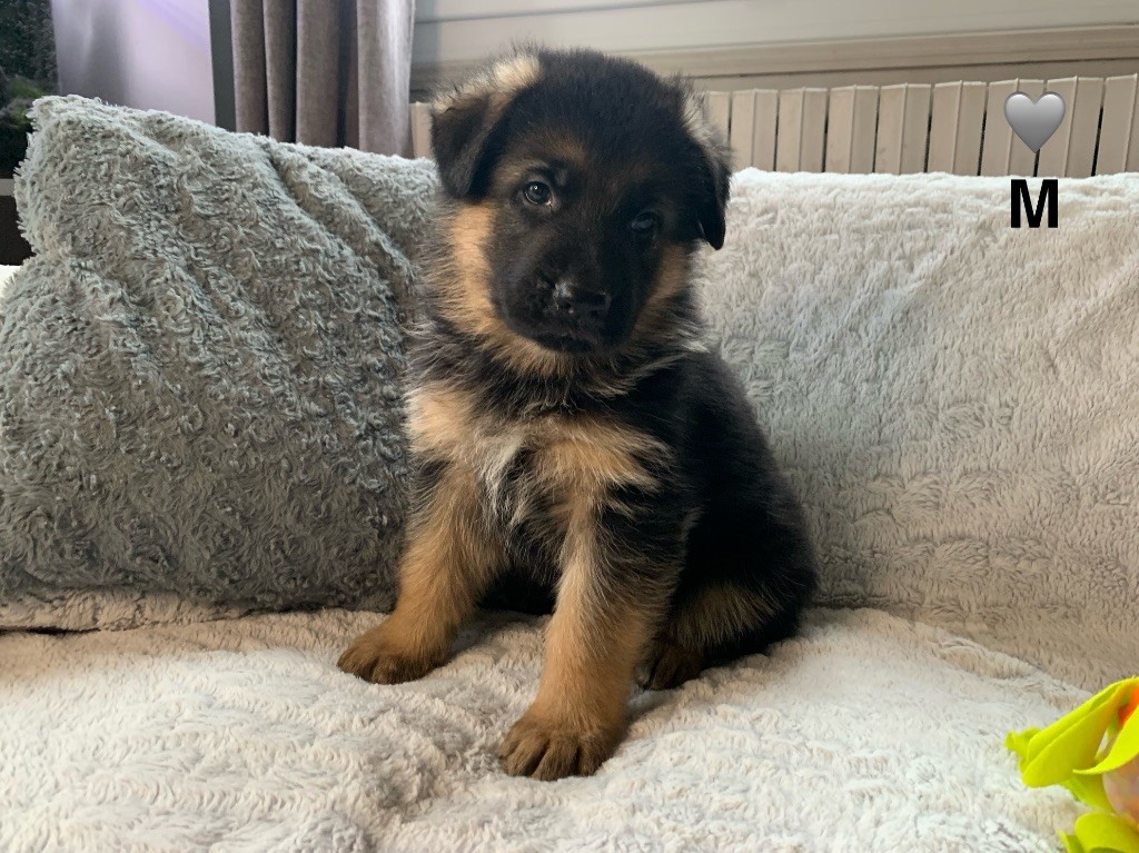 Des Vergers Des Hespérides - Chiot disponible  - Berger Allemand