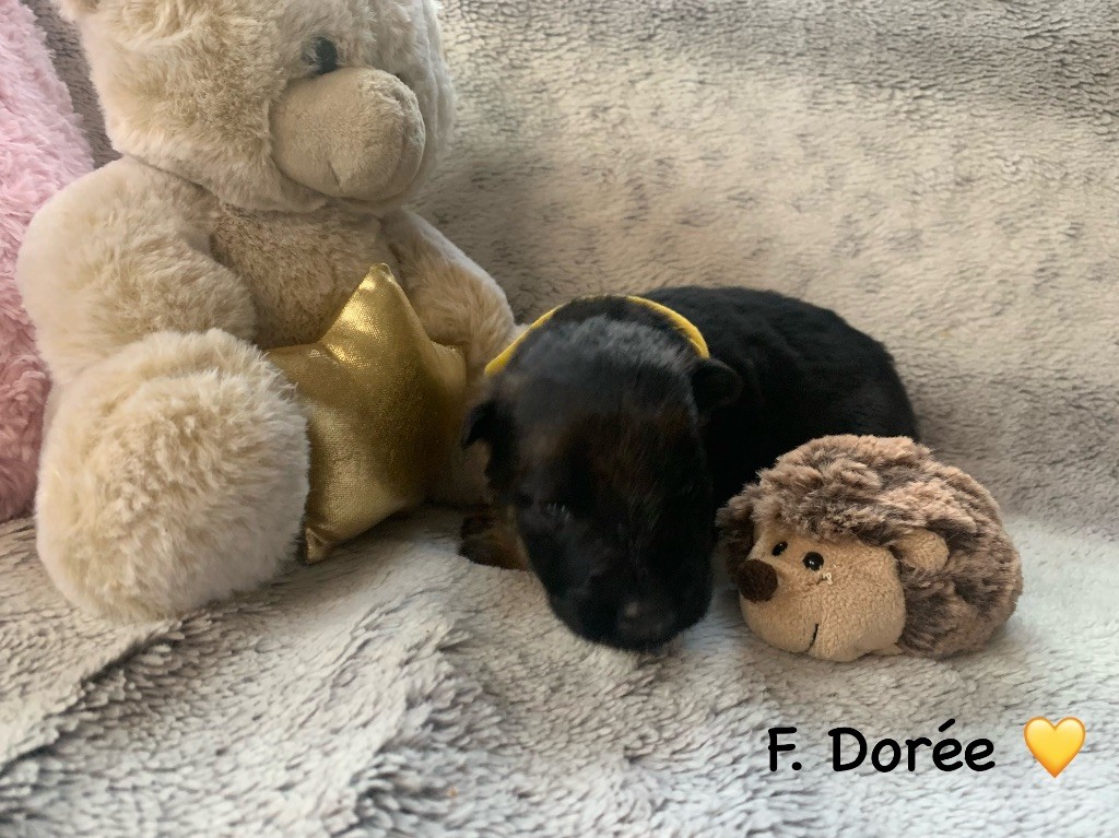 Des Vergers Des Hespérides - Chiot disponible  - Berger Allemand