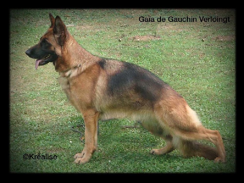 Gaïa de gauchin verloingt