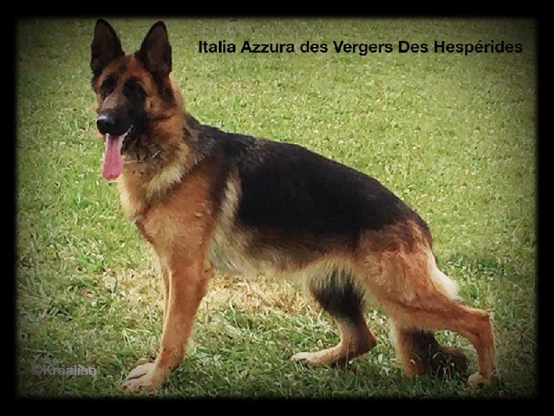 Italia azzura Des Vergers Des Hespérides
