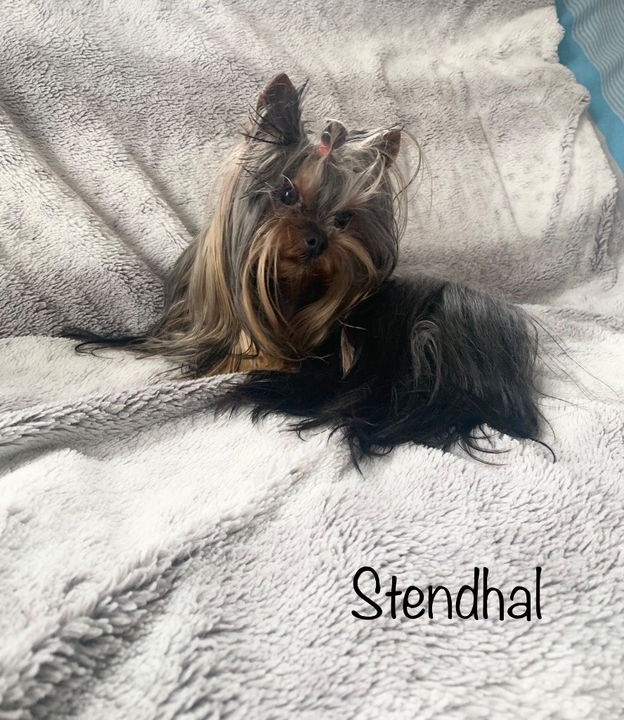 Stendhal pattes impériales