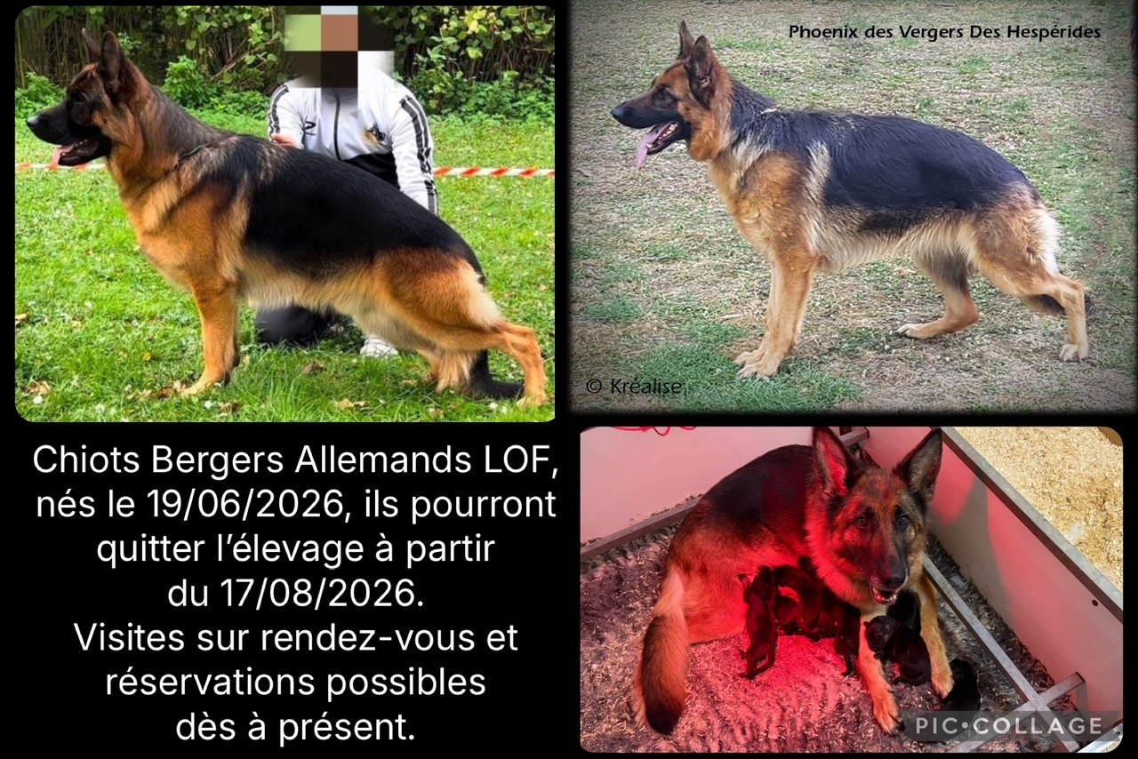 Naissances de chiots Berger Allemand, dispo. 17/08/2026