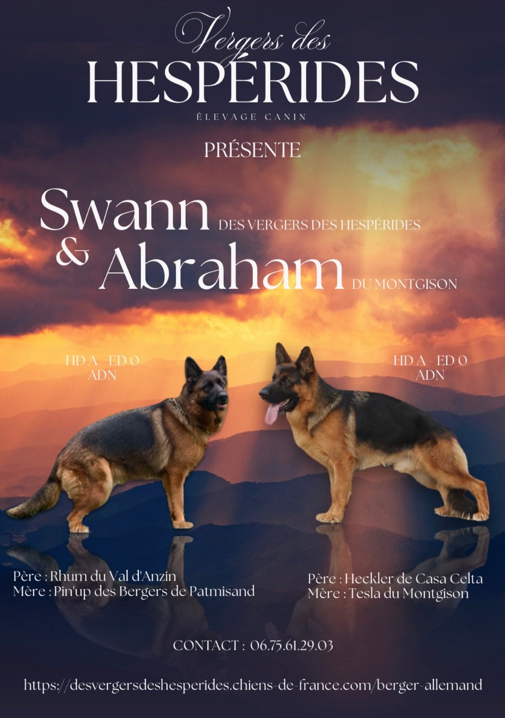Naissances de chiots Berger Allemand, dispo. 27/11/2026