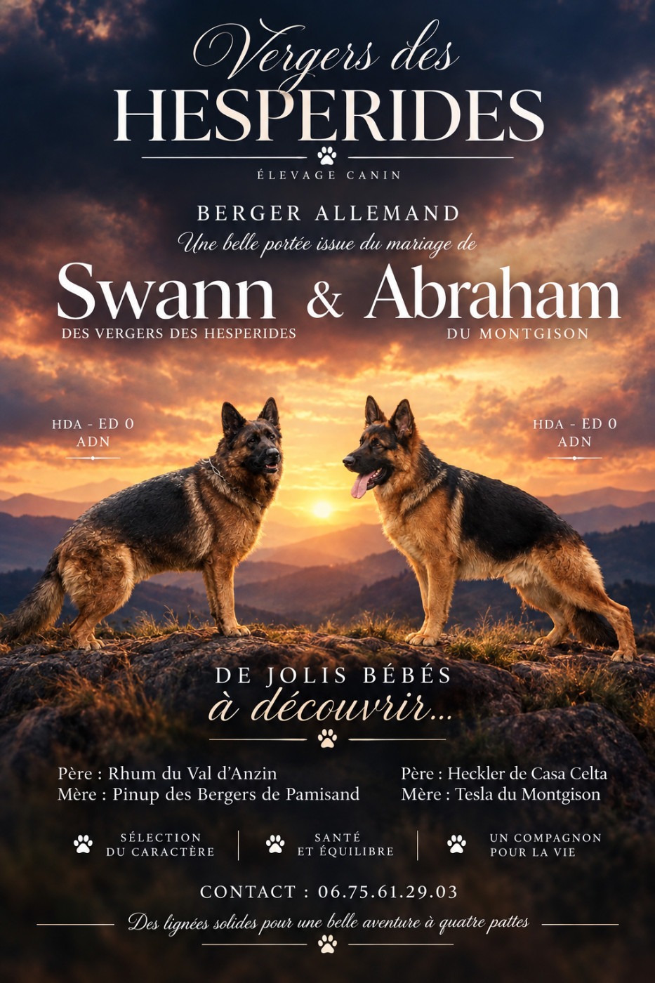 Naissances de chiots Berger Allemand, dispo. 27/11/2026