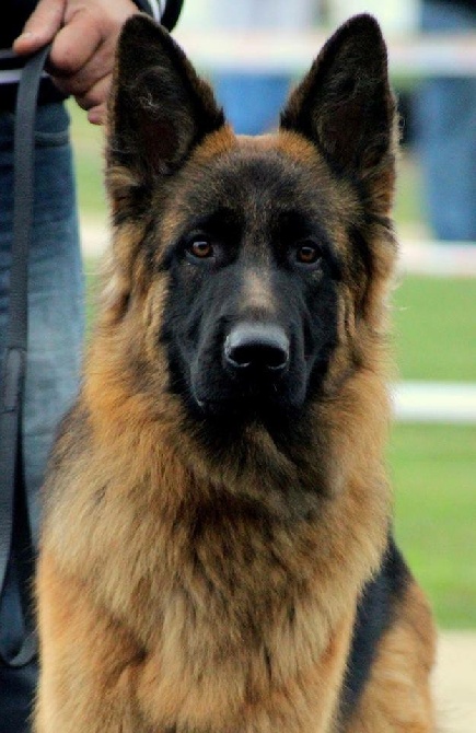 Des Vergers Des Hespérides - J'Gun des VDH - 1er Excellent au Paris-Dog-Show CACS - 08/01/2016