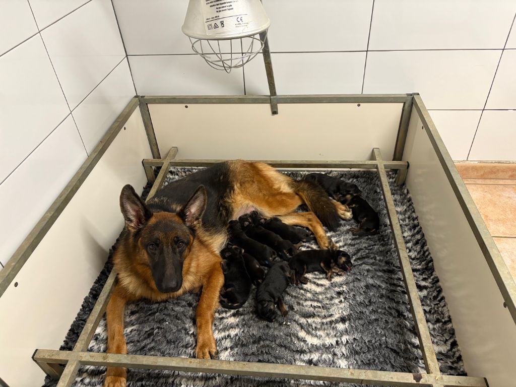 CHIOTS BERGERS ALLEMANDS LOF - disponibles le 18/10/2025