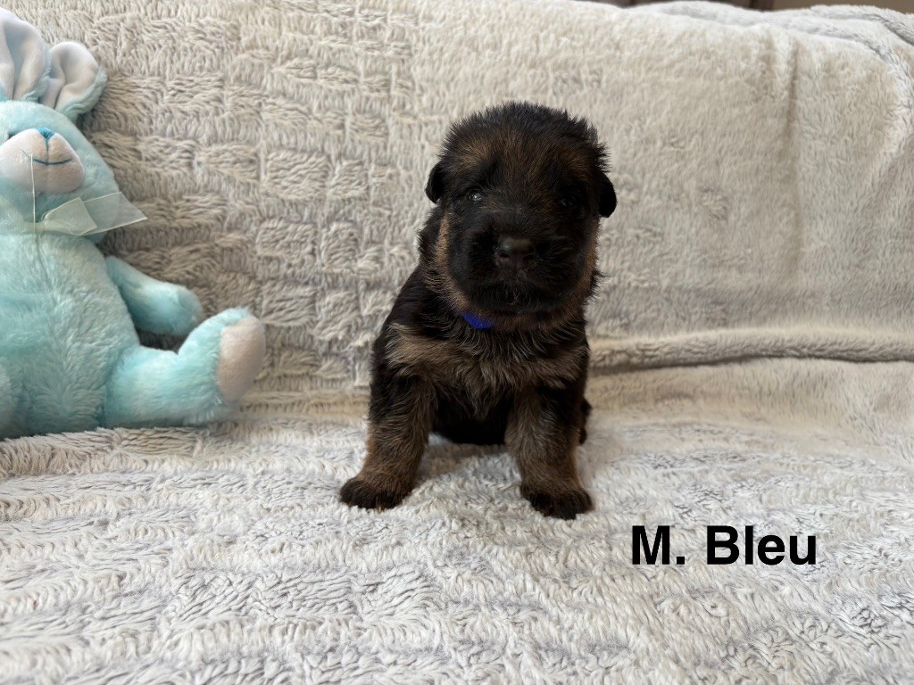 Des Vergers Des Hespérides - Chiots disponibles - Berger Allemand