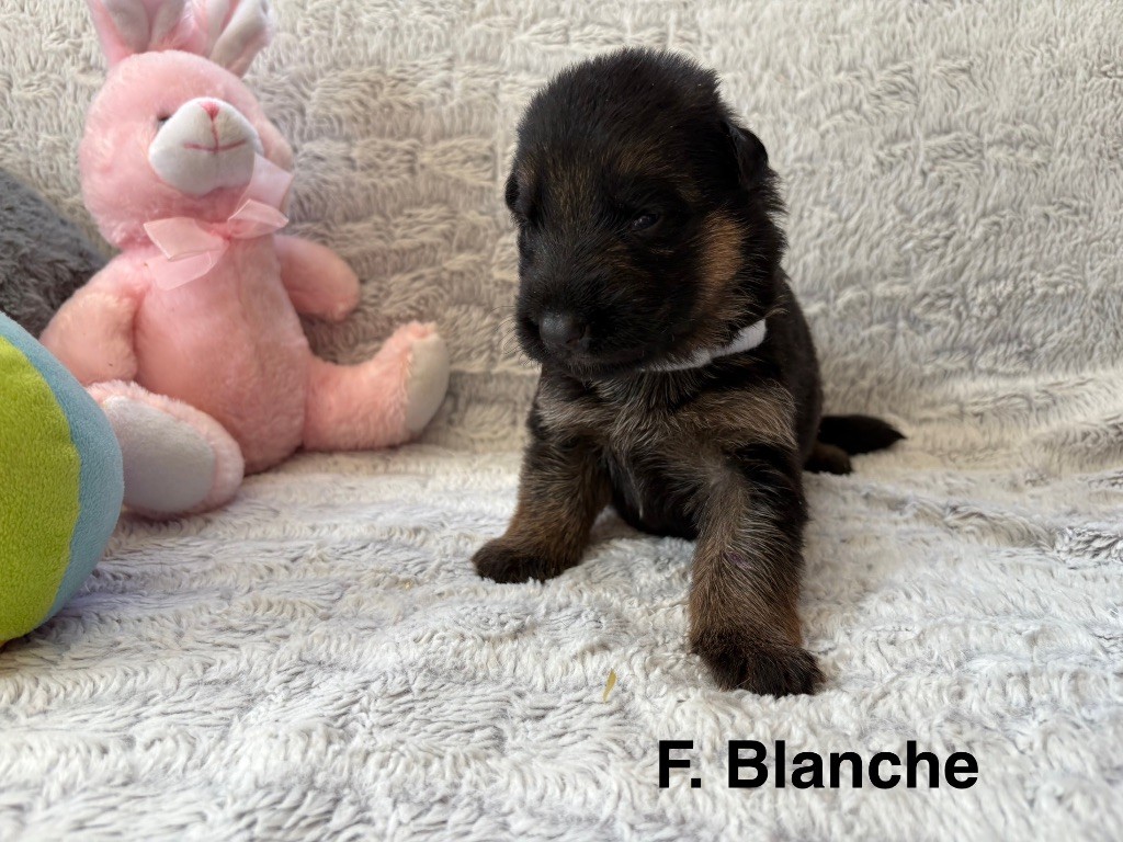 Des Vergers Des Hespérides - Chiots disponibles - Berger Allemand