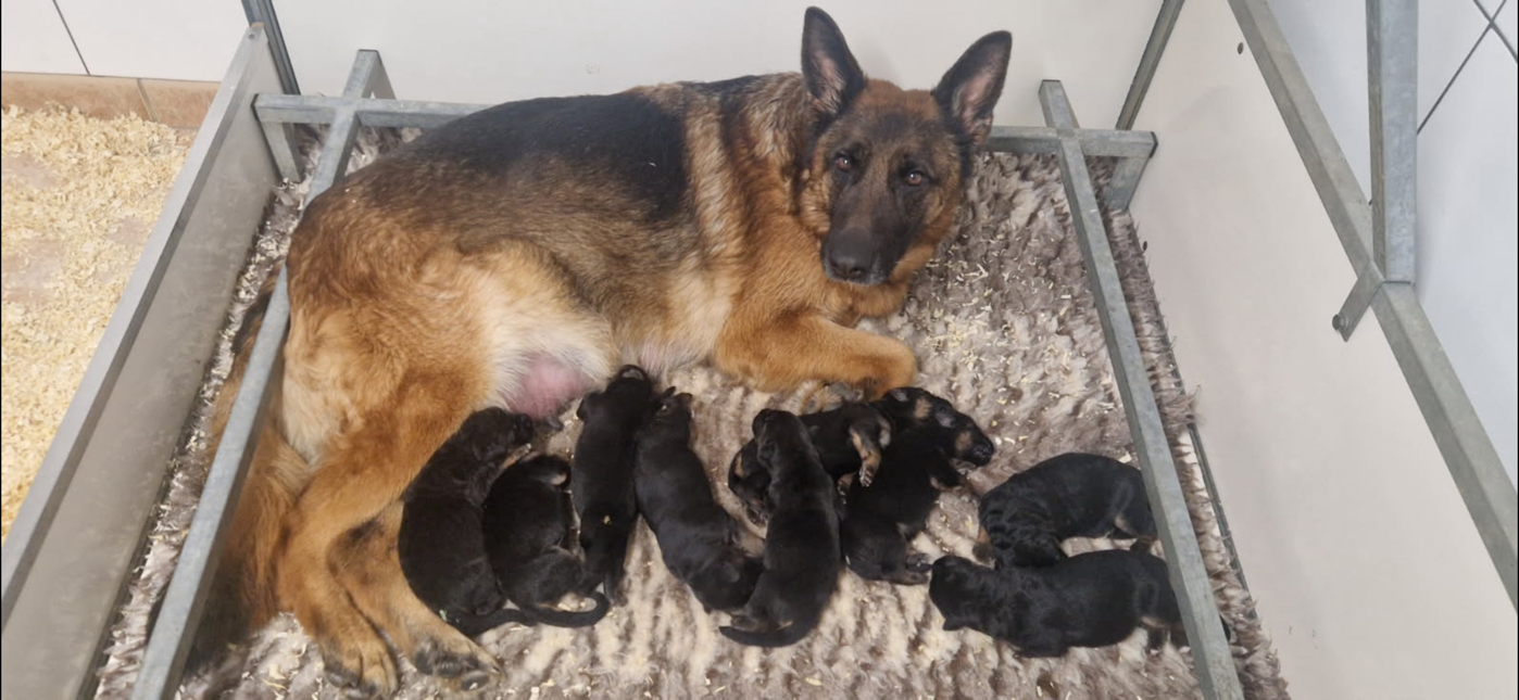 Chiot Berger Allemand Des Vergers Des Hespérides