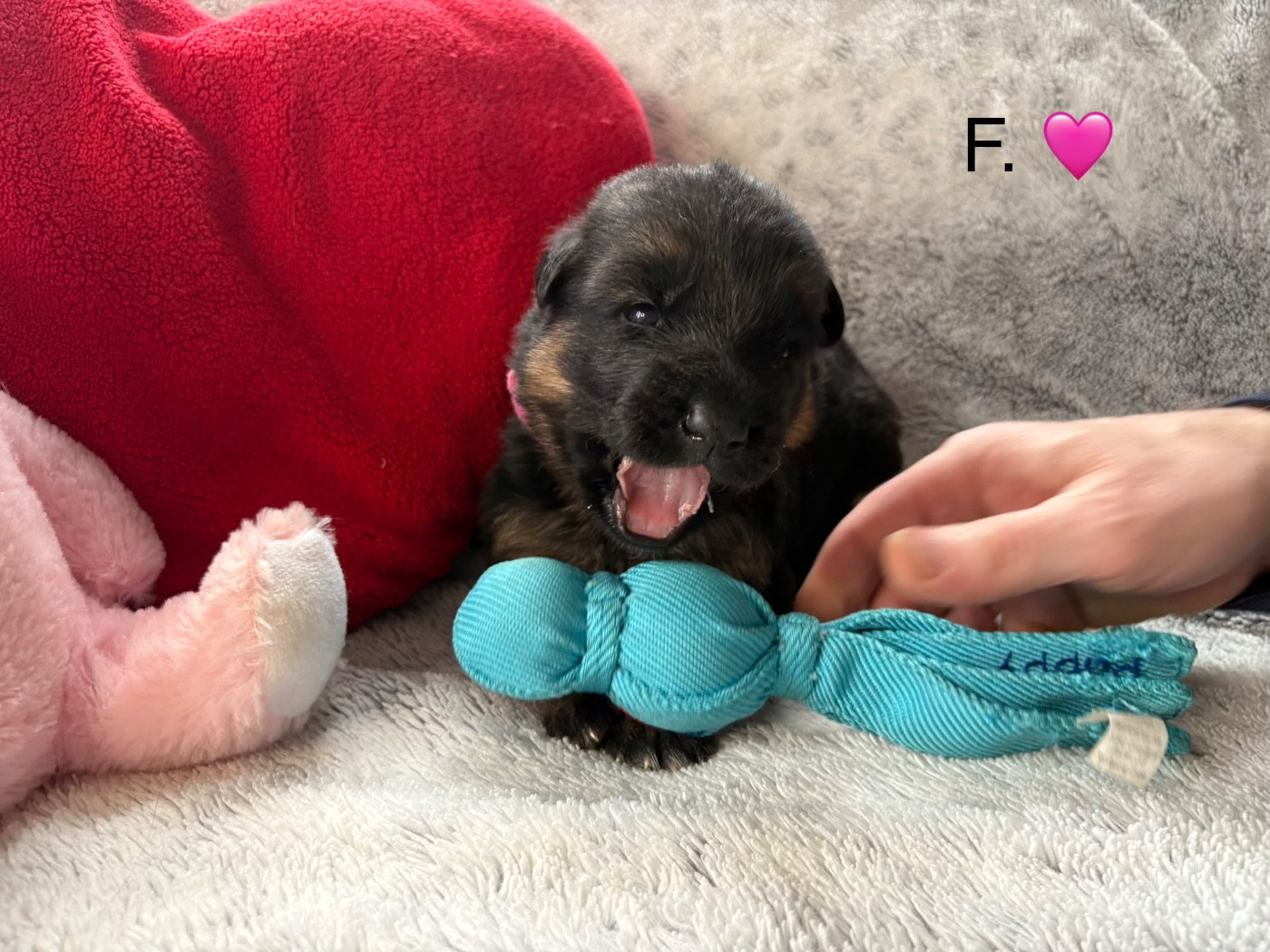 Des Vergers Des Hespérides - Chiots disponibles - Berger Allemand