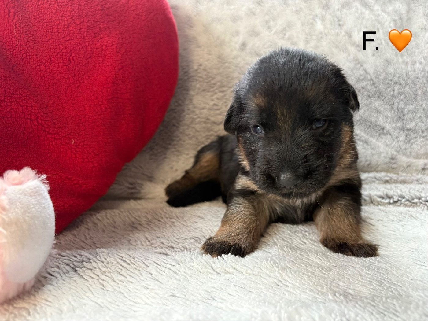 Des Vergers Des Hespérides - Chiots disponibles - Berger Allemand