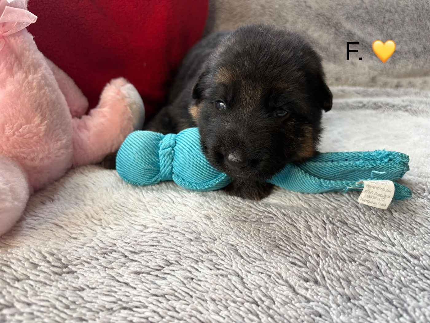 Des Vergers Des Hespérides - Chiots disponibles - Berger Allemand