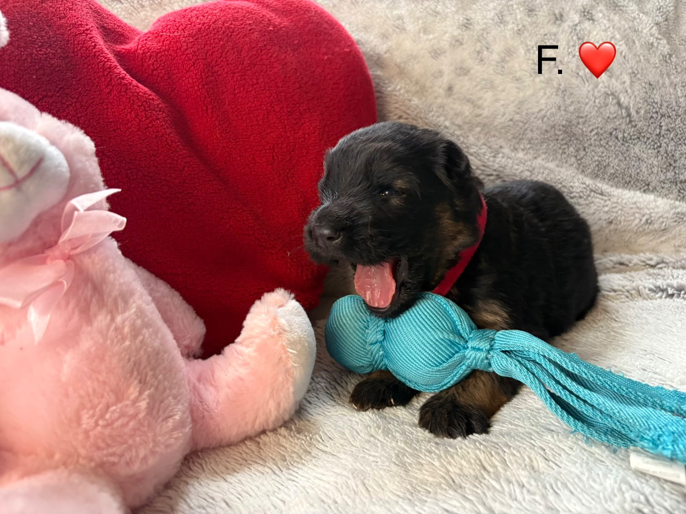 Des Vergers Des Hespérides - Chiots disponibles - Berger Allemand