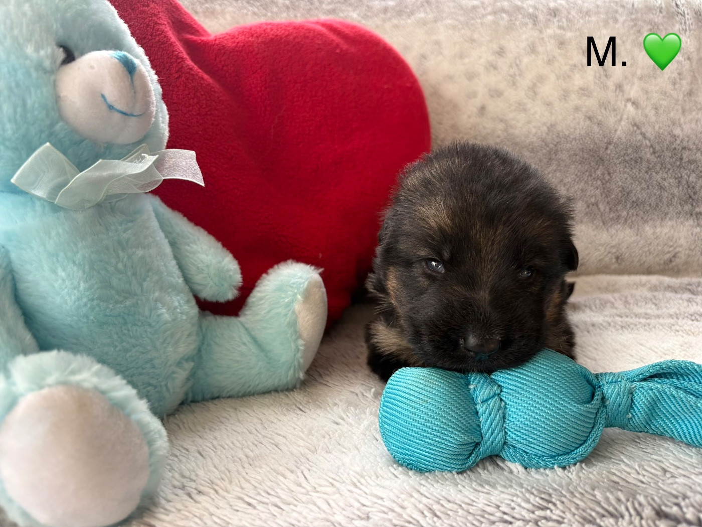 Des Vergers Des Hespérides - Chiots disponibles - Berger Allemand