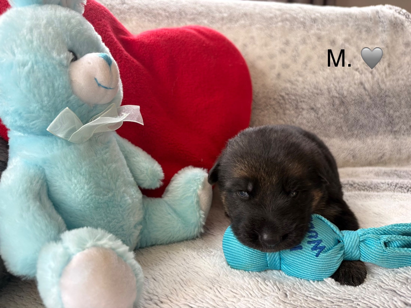 Des Vergers Des Hespérides - Chiots disponibles - Berger Allemand