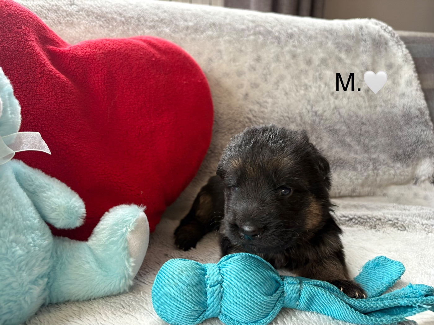 Des Vergers Des Hespérides - Chiots disponibles - Berger Allemand