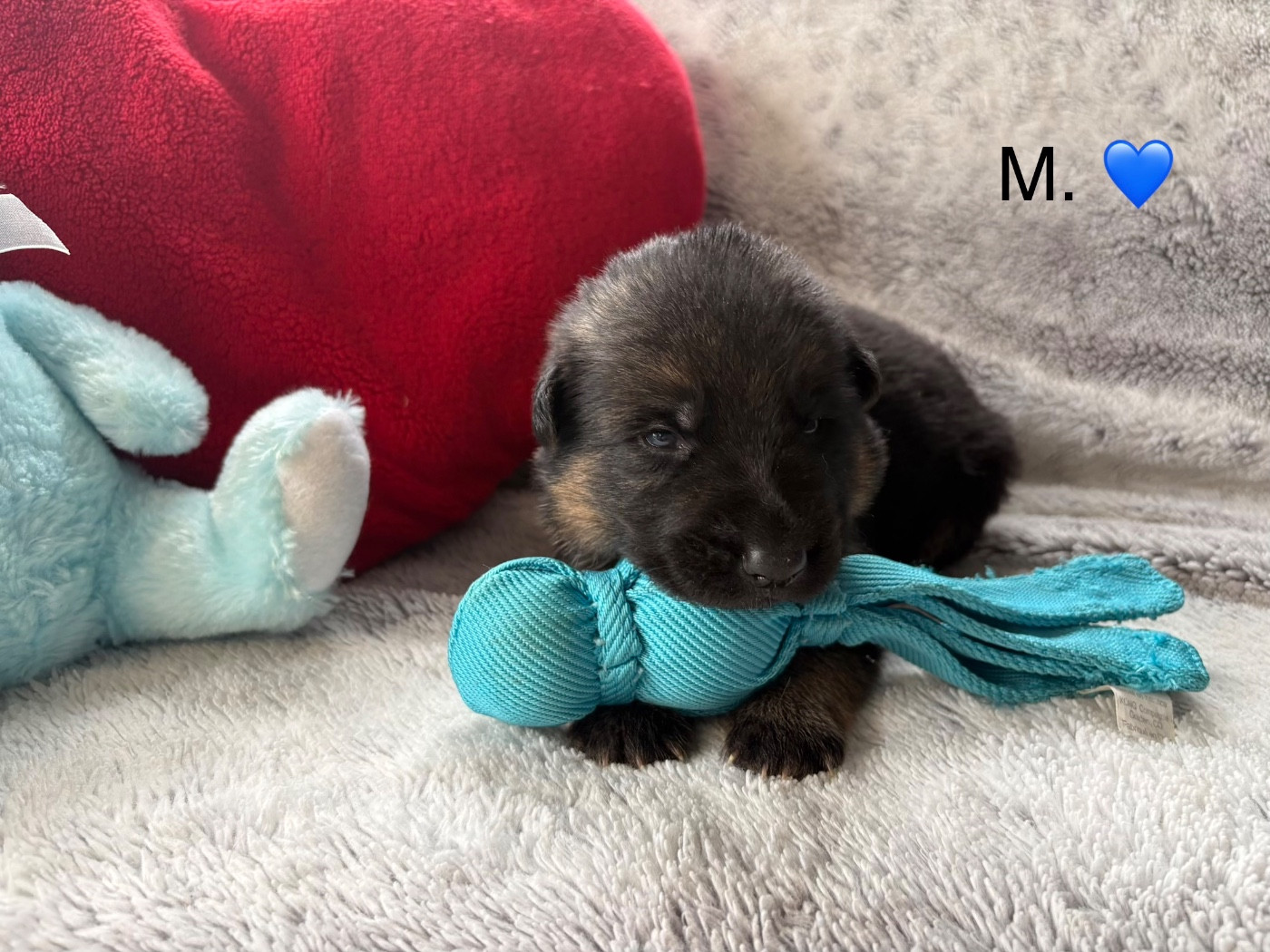 Des Vergers Des Hespérides - Chiots disponibles - Berger Allemand