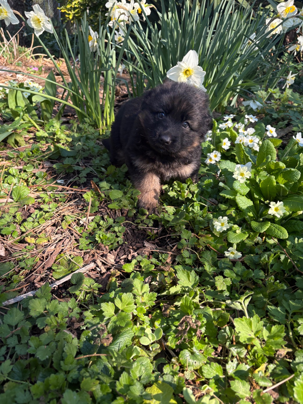 Des Vergers Des Hespérides - Chiots disponibles - Berger Allemand